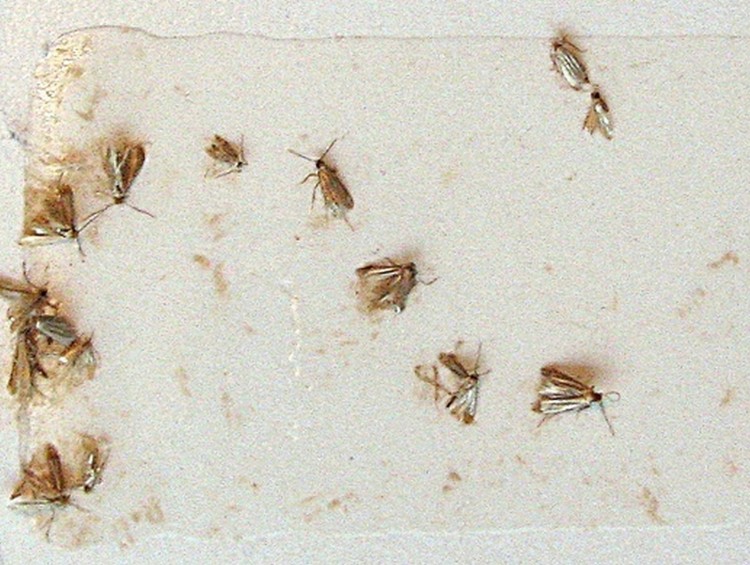 Pułapki M-TRAP na mole ubraniowe z dużą zawartością feromonu (10 szt.)