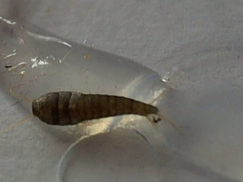 ib_p006_1_16.jpg