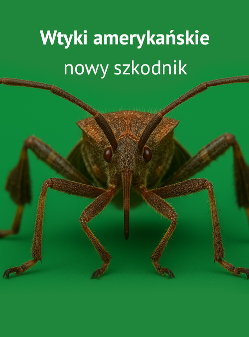 Pułapki na wtyki amerykańskie