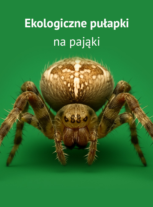Pułapka na pająki