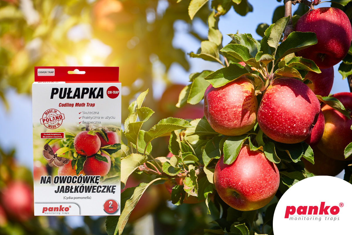 Pułapki feromonowe w sadownictwie - skuteczna ochrona jabłoni przed owocowóką jabłkóweczką.