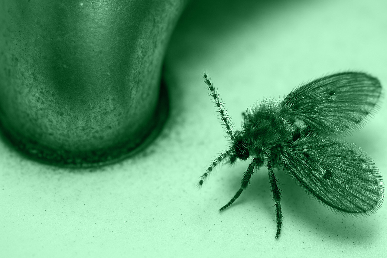 Ćmianki (muchówki kanalizacyjne) – mali lokatorzy z kanalizacji, którzy potrafią uprzykrzyć życie.