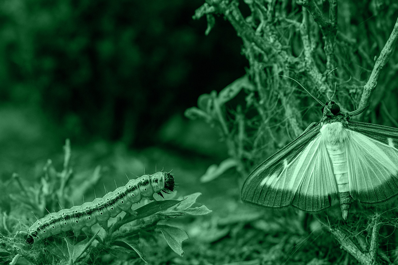 Ćma bukszpanowa (Cydalima perspectalis) – nowy i groźny szkodnik bukszpanów.